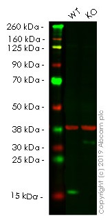 Western blot - Human TSPO (PBR) knockout HeLa cell lysate (AB257066), expandable thumbnail