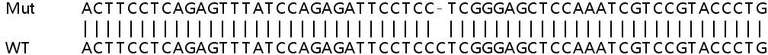 Sanger Sequencing - Human TSSK3 (TSSK-3) knockout HeLa cell lysate (AB263400)