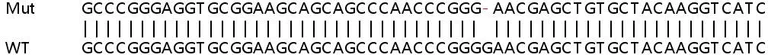 Sanger Sequencing - Human TTLL12 knockout HEK-293T cell line (AB266737)