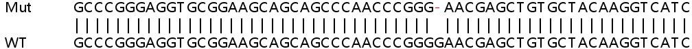 Sanger Sequencing - Human TTLL12 knockout HEK-293T cell lysate (AB263401)