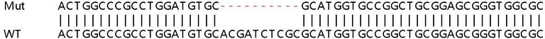 Sanger Sequencing - Human TUBB2A knockout HEK-293T cell lysate (AB258741)