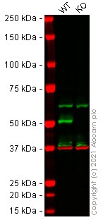 Western blot - Human TUBB2A knockout HEK-293T cell lysate (AB258741)