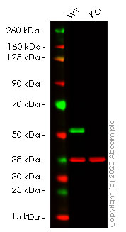 Western blot - Human TUBB3 (beta III Tubulin) knockout HCT116 cell lysate (AB257070), expandable thumbnail