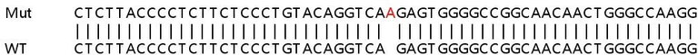 Sanger Sequencing - Human TUBB3 (beta III Tubulin) knockout HeLa cell line (AB255358)