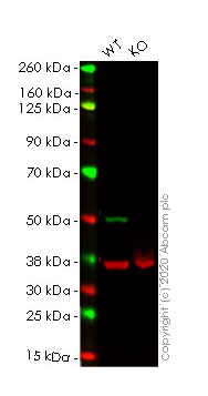 Western blot - Human TUBB3 (beta III Tubulin) knockout HeLa cell line (AB255358)