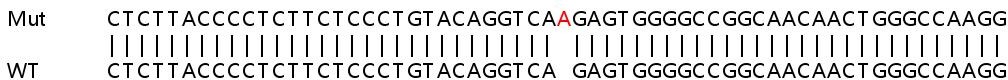 Sanger Sequencing - Human TUBB3 (beta III Tubulin) knockout HeLa cell lysate (AB263857), expandable thumbnail