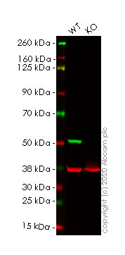 Western blot - Human TUBB3 (beta III Tubulin) knockout HeLa cell lysate (AB263857), expandable thumbnail