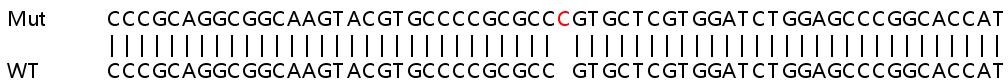 Sanger Sequencing - Human TUBB4B knockout HEK-293T cell line (AB266087), expandable thumbnail