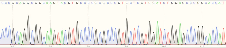 Sanger Sequencing - Human TUBB4B knockout HEK-293T cell line (AB266087)