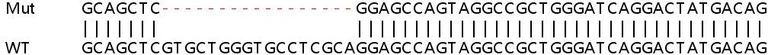 Sanger Sequencing - Human TWF2 knockout HEK-293T cell lysate (AB259217)