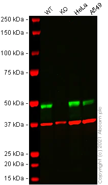 Western blot - Human TXNDC5 knockout HEK-293T cell line (AB266609)