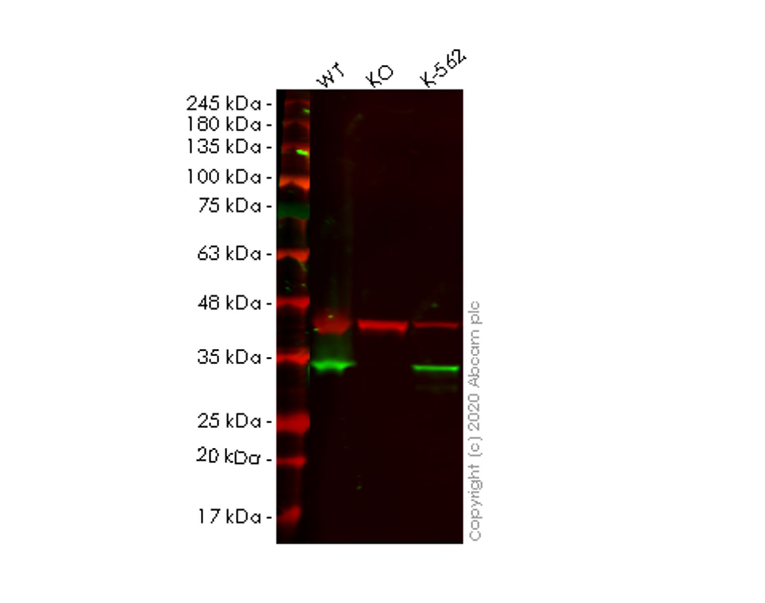 Western blot - Human TXNDC9 knockout HeLa cell lysate (AB258257)