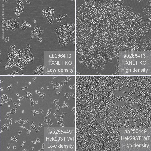Cell Culture - Human TXNL1 knockout HEK-293T cell line (AB266413)