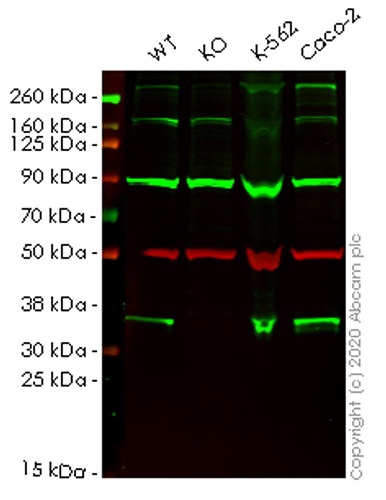 Human TXNL1 knockout HEK-293T cell lysate