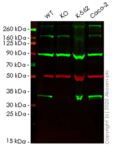 Western blot - Human TXNL1 knockout HEK-293T cell lysate (AB258258)
