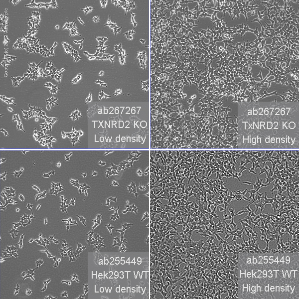 Cell Culture - Human TXNRD2 knockout HEK-293T cell line (AB267267), expandable thumbnail