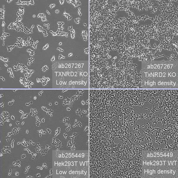 Cell Culture - Human TXNRD2 knockout HEK-293T cell line (AB267267)