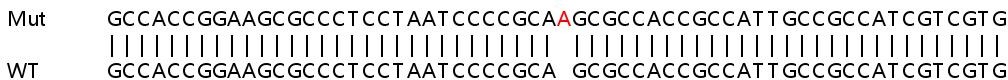 Sanger Sequencing - Human TXNRD2 knockout HEK-293T cell lysate (AB258259), expandable thumbnail