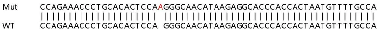 Sanger Sequencing - Human TXNRD3 knockout HEK-293T cell line (AB267273)