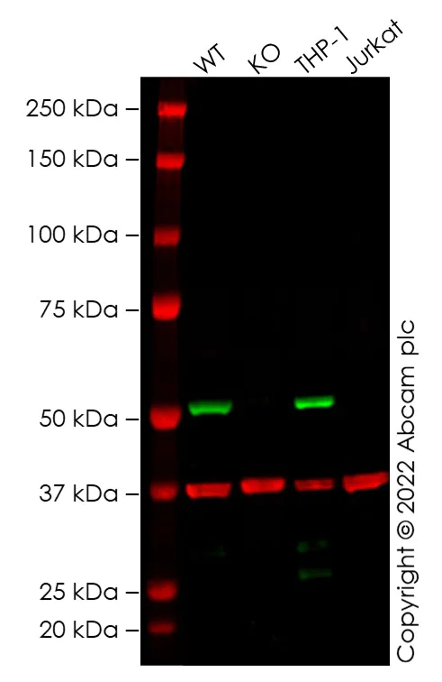 Western blot - Human TYMP (Thymidine Phosphorylase) knockout HeLa cell line (AB265138)