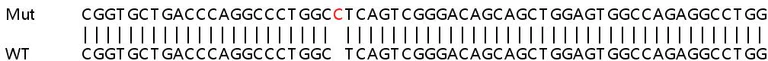 Sanger Sequencing - Human TYMP (Thymidine Phosphorylase) knockout HeLa cell lysate (AB257774)