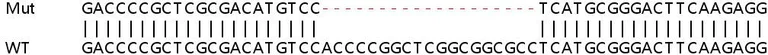 Sanger Sequencing - Human UBE2A knockout HEK-293T cell line (AB266322)