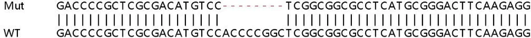 Sanger Sequencing - Human UBE2A knockout HEK-293T cell line (AB266322)