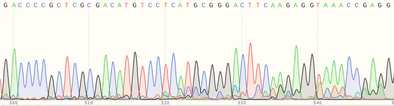 Sanger Sequencing - Human UBE2A knockout HEK-293T cell line (AB266322)