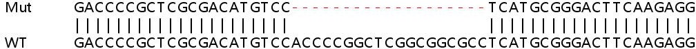 Sanger Sequencing - Human UBE2A knockout HEK-293T cell lysate (AB263405), expandable thumbnail