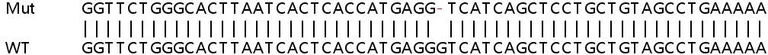 Sanger Sequencing - Human UBE2C knockout HeLa cell line (AB265032)