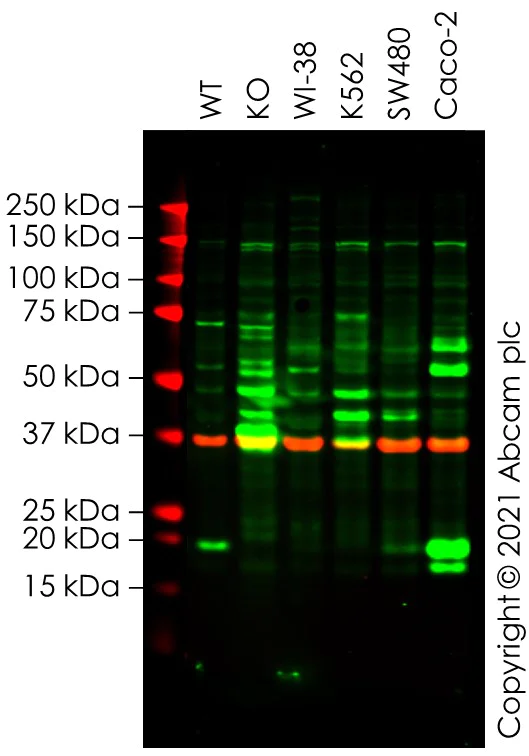 Western blot - Human UBE2C knockout HeLa cell line (AB265032)