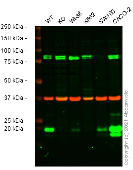 Western blot - Human UBE2C knockout HeLa cell lysate (AB257775)