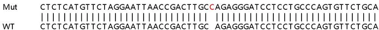 Sanger Sequencing - Human UBE2D4 knockout HeLa cell line (AB265326)