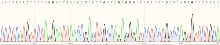 Sanger Sequencing - Human UBE2D4 knockout HeLa cell line (AB265326)
