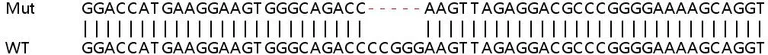 Sanger Sequencing - Human UBE2E1 (UBCH6) knockout HEK-293T cell line (AB266346)