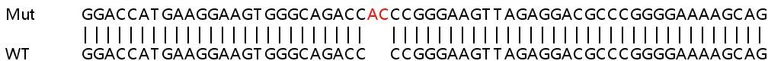 Sanger Sequencing - Human UBE2E1 (UBCH6) knockout HEK-293T cell line (AB266346)