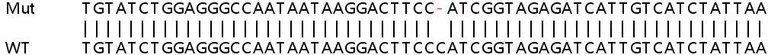 Sanger Sequencing - Human UBE2G1 knockout HEK-293T cell lysate (AB259220)