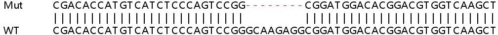 Sanger Sequencing - Human UBE2H knockout HeLa cell line (AB265455), expandable thumbnail