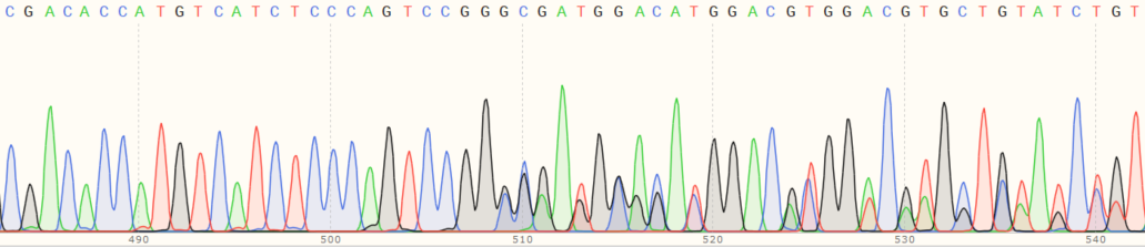 Sanger Sequencing - Human UBE2H knockout HeLa cell line (AB265455), expandable thumbnail