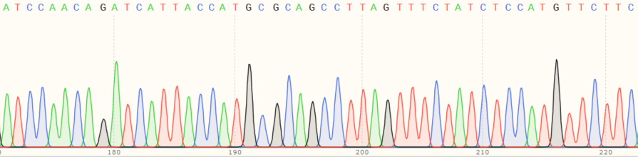 Sanger Sequencing - Human UBE2J1 (UBC6e) knockout HeLa cell line (AB265491), expandable thumbnail