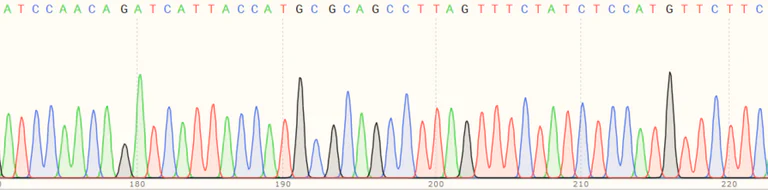 Sanger Sequencing - Human UBE2J1 (UBC6e) knockout HeLa cell line (AB265491)