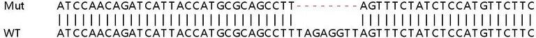 Sanger Sequencing - Human UBE2J1 (UBC6e) knockout HeLa cell lysate (AB259223)