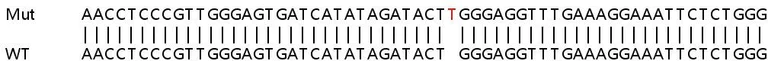 Sanger Sequencing - Human UBE2J2 knockout HEK-293T cell lysate (AB259224)
