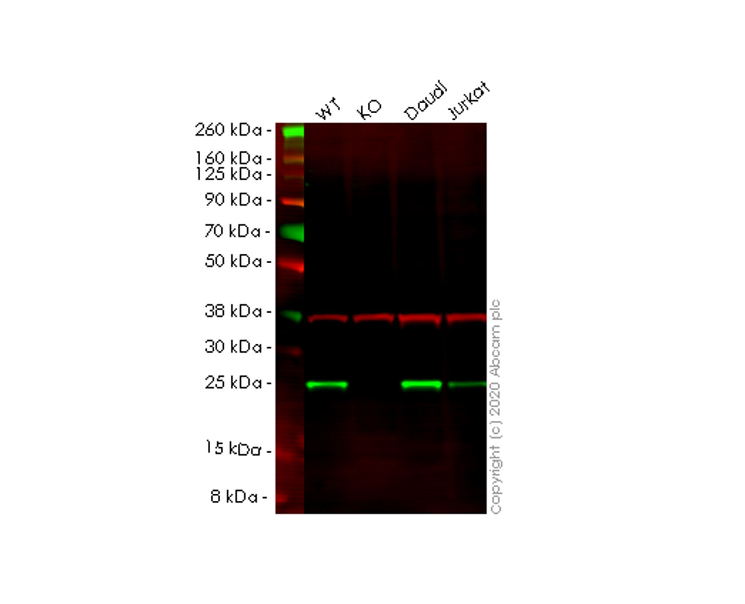 Western blot - Human UBE2K (HIP2/LIG) knockout HCT116 cell line (AB266899)