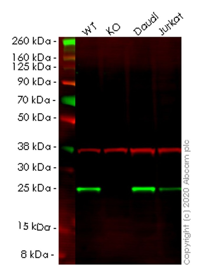 Western blot - Human UBE2K (HIP2/LIG) knockout HCT116 cell lysate (AB257779)