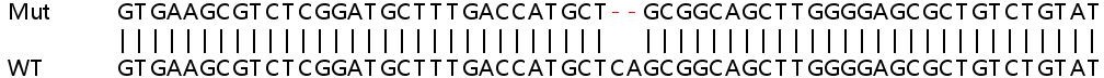 Sanger Sequencing - Human UBE2O knockout HeLa cell line (AB264948), expandable thumbnail
