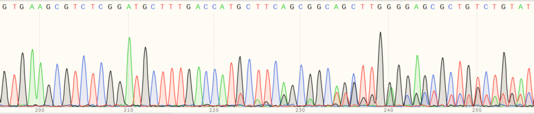 Sanger Sequencing - Human UBE2O knockout HeLa cell line (AB264948), expandable thumbnail