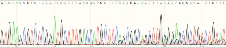Sanger Sequencing - Human UBE2O knockout HeLa cell line (AB264948)