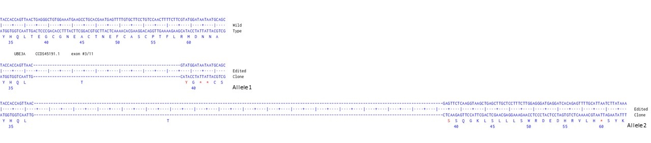 Next Generation Sequencing - Human UBE3A knockout U-87 MG cell line (AB306798), expandable thumbnail