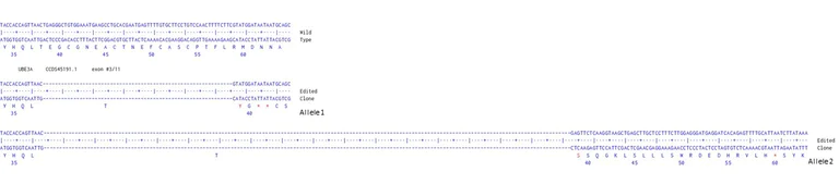 Next Generation Sequencing - Human UBE3A knockout U-87 MG cell line (AB306798)